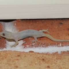 Hemidactylus frenatus at Wellington Point, QLD - suppressed