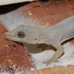 Hemidactylus frenatus at Wellington Point, QLD - suppressed