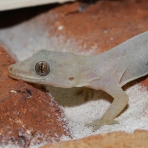 Hemidactylus frenatus at Wellington Point, QLD - suppressed