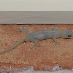 Hemidactylus frenatus at Wellington Point, QLD - suppressed