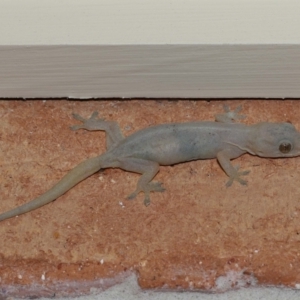 Hemidactylus frenatus at Wellington Point, QLD - suppressed