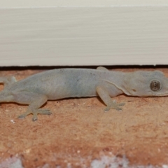 Hemidactylus frenatus at Wellington Point, QLD - suppressed