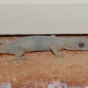 Hemidactylus frenatus at Wellington Point, QLD - suppressed