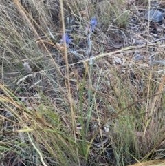 Eryngium ovinum (Blue Devil) at Hackett, ACT - 24 Jan 2023 by Louisab