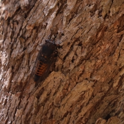 Yoyetta australicta (Southern Ticking Ambertail) at Cook, ACT - 22 Jan 2023 by Tammy