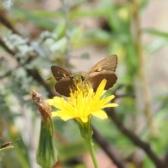 Timoconia flammeata (Bright Shield-skipper) at Cotter River, ACT - 21 Jan 2023 by RAllen