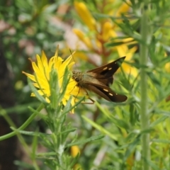 Timoconia flammeata at Cotter River, ACT - 21 Jan 2023