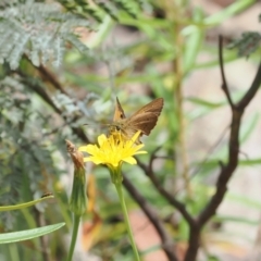 Timoconia flammeata at Cotter River, ACT - 21 Jan 2023