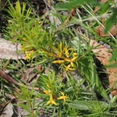 Persoonia chamaepeuce (Dwarf Geebung) at Cotter River, ACT - 21 Jan 2023 by RAllen
