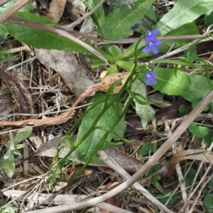 Lobelia simplicicaulis at Cotter River, ACT - 21 Jan 2023 03:04 PM