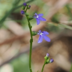 Lobelia simplicicaulis at Cotter River, ACT - 21 Jan 2023