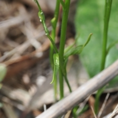 Lobelia simplicicaulis at Cotter River, ACT - 21 Jan 2023