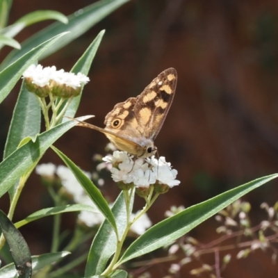 Heteronympha solandri (Solander's Brown) at Cotter River, ACT - 21 Jan 2023 by RAllen