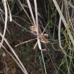 Telephlebia brevicauda (Southern Evening Darner) at Namadgi National Park - 21 Jan 2023 by RAllen