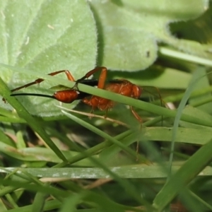 Lissopimpla excelsa at Cotter River, ACT - 21 Jan 2023