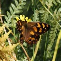 Heteronympha solandri (Solander's Brown) at Namadgi National Park - 21 Jan 2023 by RAllen