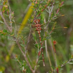 Archaeosynthemis orientalis (Eastern Brown Tigertail) at QPRC LGA - 23 Jan 2023 by DPRees125