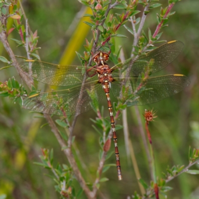 Archaeosynthemis orientalis (Eastern Brown Tigertail) at QPRC LGA - 23 Jan 2023 by DPRees125