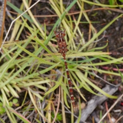 Archaeosynthemis orientalis at Rossi, NSW - 23 Jan 2023 01:17 PM