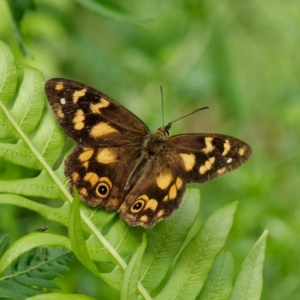 Heteronympha solandri at Rossi, NSW - 23 Jan 2023