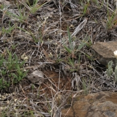 Rutidosis leiolepis at Cooma, NSW - 21 Nov 2018