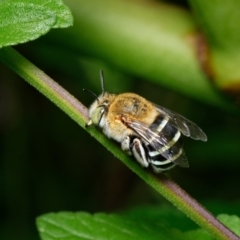 Amegilla (Zonamegilla) asserta (Blue Banded Bee) at Downer, ACT - 24 Jan 2023 by RobertD