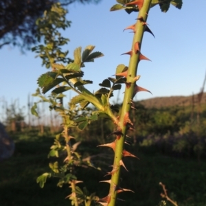 Rosa rubiginosa at Theodore, ACT - 15 Oct 2022 05:59 PM