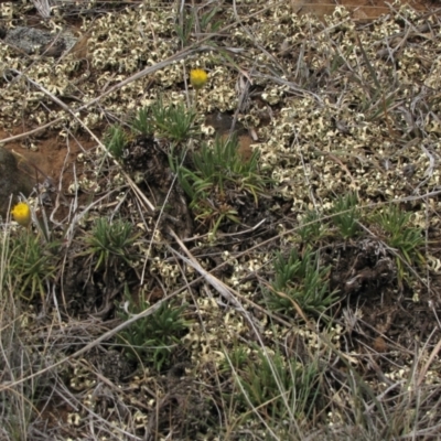 Rutidosis leiolepis (Monaro Golden Daisy) at Cooma Grasslands Reserves - 20 Nov 2018 by AndyRoo