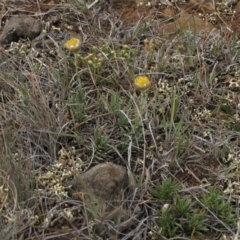 Rutidosis leiolepis (Monaro Golden Daisy) at Cooma, NSW - 21 Nov 2018 by AndyRoo