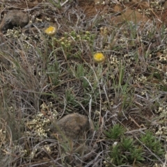 Rutidosis leiolepis (Monaro Golden Daisy) at Cooma Grasslands Reserves - 20 Nov 2018 by AndyRoo