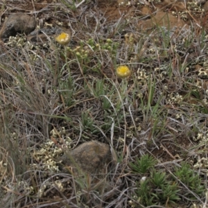 Rutidosis leiolepis at Cooma, NSW - 21 Nov 2018