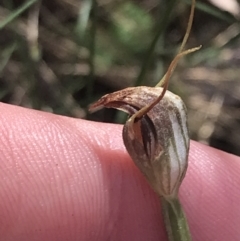 Pterostylis pedunculata (Maroonhood) at Paddys River, ACT - 21 Dec 2022 by Tapirlord