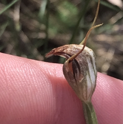 Pterostylis pedunculata (Maroonhood) at Paddys River, ACT - 21 Dec 2022 by Tapirlord