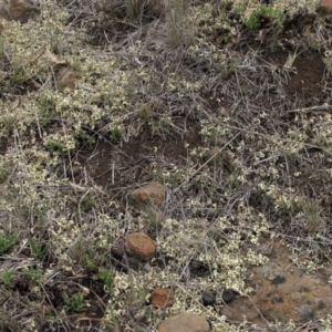 Rutidosis leiolepis at Cooma, NSW - 21 Nov 2018