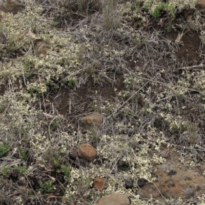 Rutidosis leiolepis (Monaro Golden Daisy) at Cooma Grasslands Reserves - 21 Nov 2018 by AndyRoo