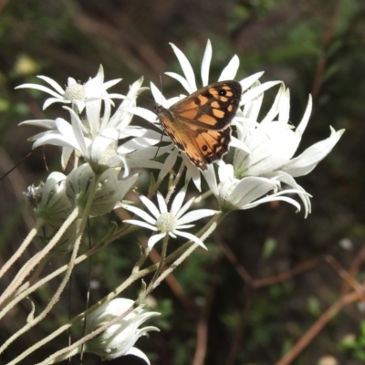 Geitoneura klugii (Marbled Xenica) at Mittagong - 20 Jan 2023 by GlossyGal