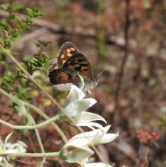 Geitoneura klugii at Mittagong, NSW - 21 Jan 2023