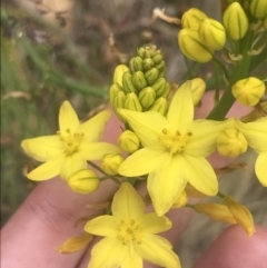 Bulbine glauca (Rock Lily) at Pine Island to Point Hut - 21 Dec 2022 by Tapirlord