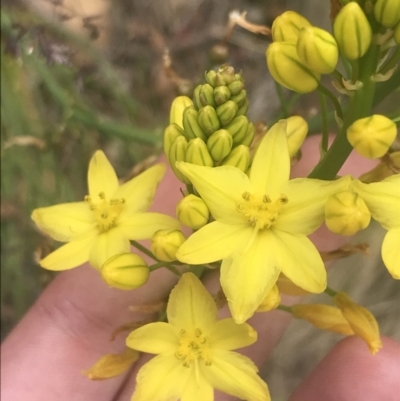 Bulbine glauca (Rock Lily) at Pine Island to Point Hut - 21 Dec 2022 by Tapirlord