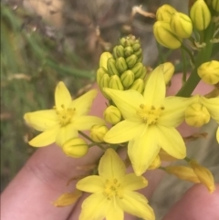 Bulbine glauca at Bonython, ACT - 21 Dec 2022