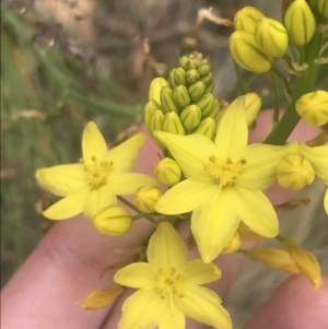 Bulbine glauca at Bonython, ACT - 21 Dec 2022