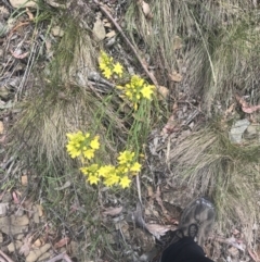 Bulbine glauca at Bonython, ACT - 21 Dec 2022 11:59 AM