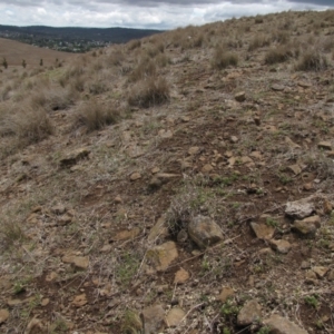 Rutidosis leiolepis at Cooma, NSW - 21 Nov 2018