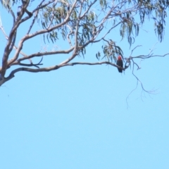 Callocephalon fimbriatum (Gang-gang Cockatoo) at Red Hill, ACT - 24 Jan 2023 by BenW