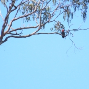 Callocephalon fimbriatum at Red Hill, ACT - 24 Jan 2023