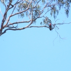Callocephalon fimbriatum (Gang-gang Cockatoo) at Red Hill, ACT - 23 Jan 2023 by TomW