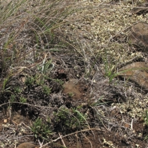 Rutidosis leiolepis at Cooma, NSW - 21 Nov 2018