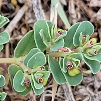 Euphorbia dallachyana (Mat Spurge, Caustic Weed) at Sullivans Creek, Lyneham South - 24 Jan 2023 by trevorpreston