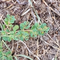 Euphorbia dallachyana at Lyneham, ACT - 24 Jan 2023