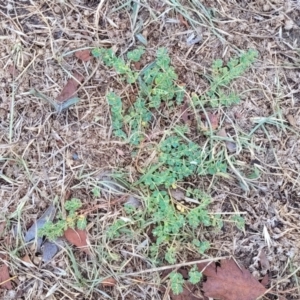 Euphorbia dallachyana at Lyneham, ACT - 24 Jan 2023